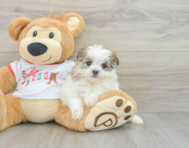 6 week old Maltipom Puppy For Sale - Pilesgrove Pups