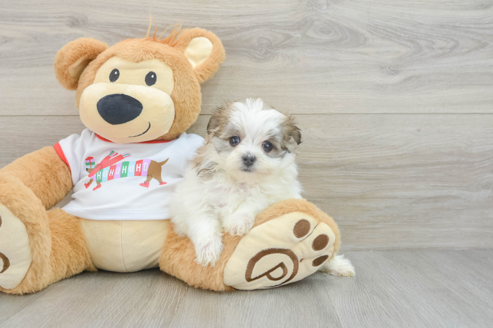 Maltipom Puppy for Adoption