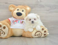 6 week old Maltipom Puppy For Sale - Pilesgrove Pups