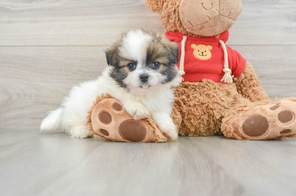 6 week old Maltipom Puppy For Sale - Pilesgrove Pups