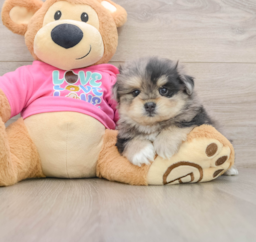 5 week old Maltipom Puppy For Sale - Pilesgrove Pups