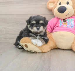 5 week old Maltipom Puppy For Sale - Pilesgrove Pups