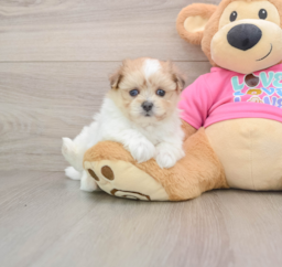 5 week old Maltipom Puppy For Sale - Pilesgrove Pups