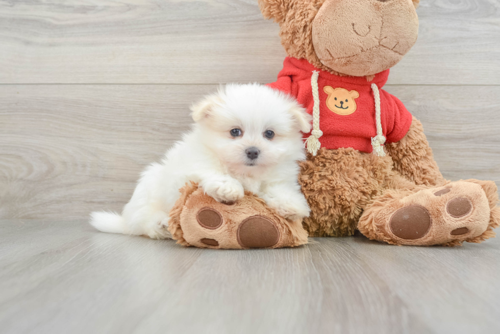 Playful Maltese Pom Designer Puppy