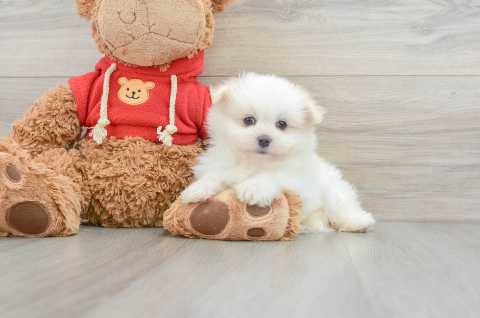 6 week old Maltipom Puppy For Sale - Pilesgrove Pups