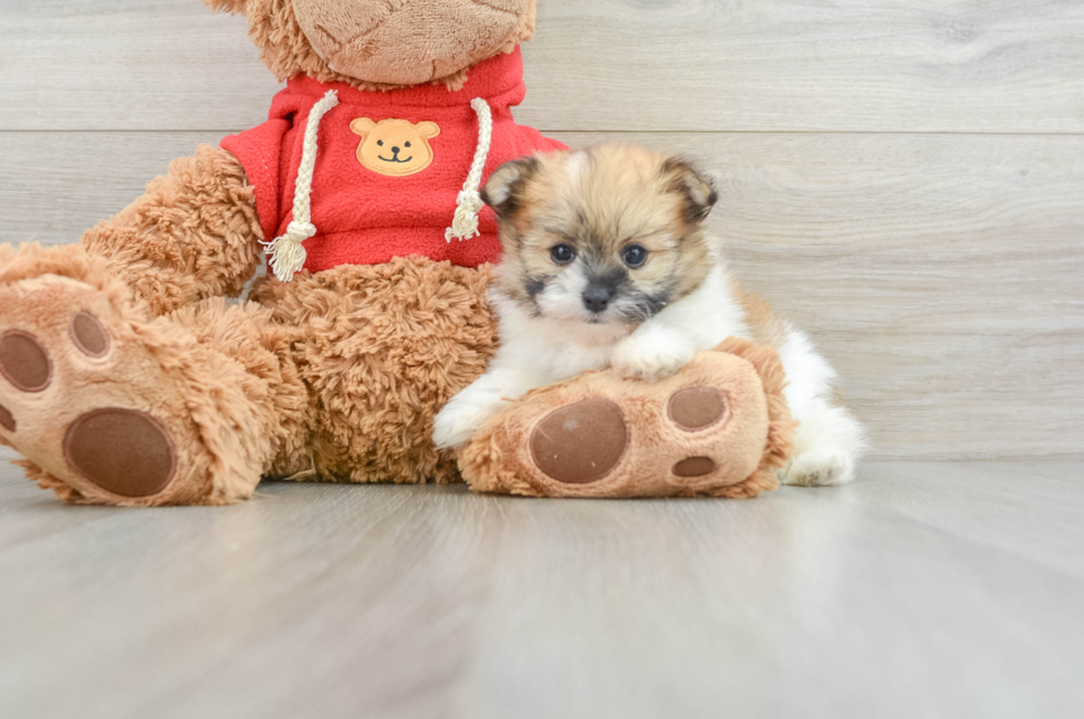 6 week old Maltipom Puppy For Sale - Pilesgrove Pups