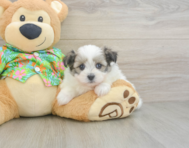 5 week old Maltipom Puppy For Sale - Pilesgrove Pups