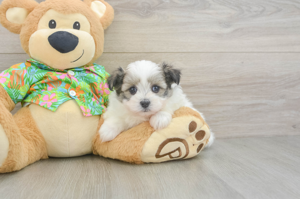 5 week old Maltipom Puppy For Sale - Pilesgrove Pups