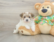 5 week old Maltipom Puppy For Sale - Pilesgrove Pups