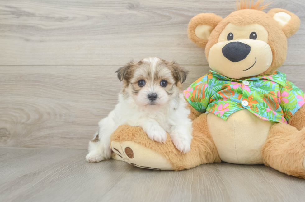 5 week old Maltipom Puppy For Sale - Pilesgrove Pups