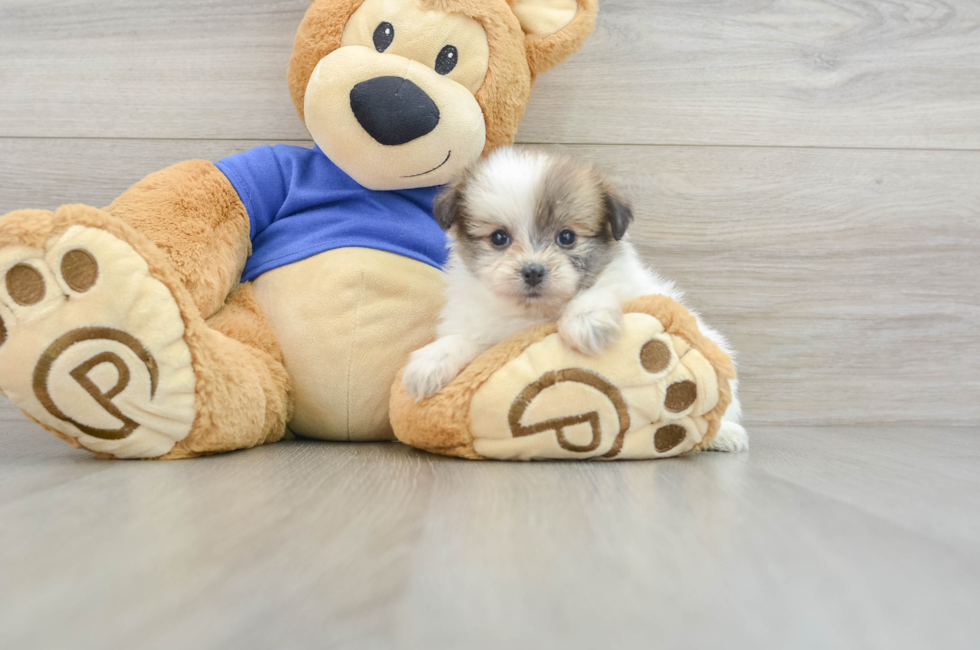 5 week old Maltipom Puppy For Sale - Pilesgrove Pups