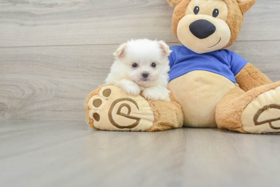 Maltipom Puppy for Adoption