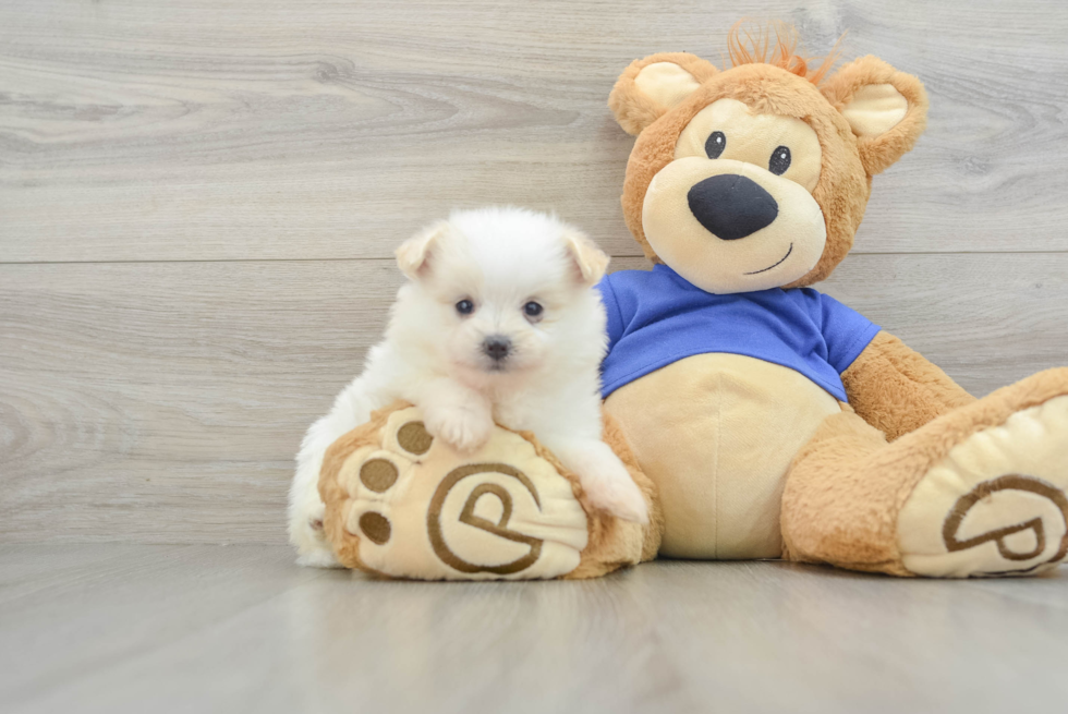 Maltipom Puppy for Adoption