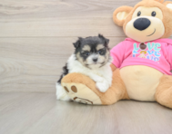 5 week old Maltipom Puppy For Sale - Pilesgrove Pups