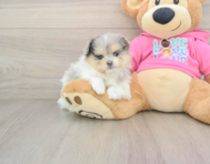 5 week old Maltipom Puppy For Sale - Pilesgrove Pups