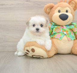 6 week old Maltipom Puppy For Sale - Pilesgrove Pups
