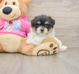 6 week old Maltipom Puppy For Sale - Pilesgrove Pups