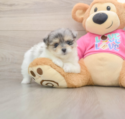 7 week old Maltipom Puppy For Sale - Pilesgrove Pups