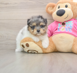 6 week old Maltipom Puppy For Sale - Pilesgrove Pups