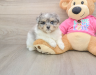 10 week old Maltipom Puppy For Sale - Pilesgrove Pups