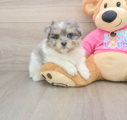 7 week old Maltipom Puppy For Sale - Pilesgrove Pups