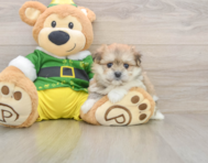 5 week old Maltipom Puppy For Sale - Pilesgrove Pups