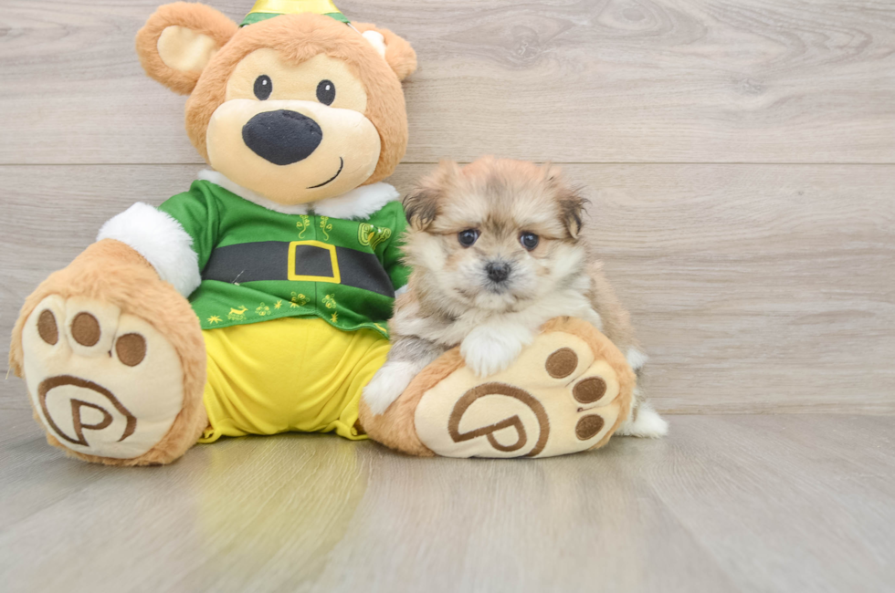 5 week old Maltipom Puppy For Sale - Pilesgrove Pups