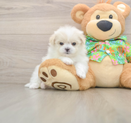 5 week old Maltipom Puppy For Sale - Pilesgrove Pups