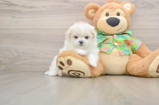 RASHA, a Maltipom littermate