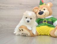 5 week old Maltipom Puppy For Sale - Pilesgrove Pups