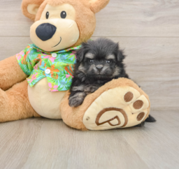 5 week old Maltipom Puppy For Sale - Pilesgrove Pups