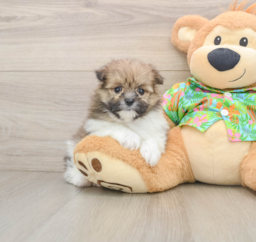 5 week old Maltipom Puppy For Sale - Pilesgrove Pups