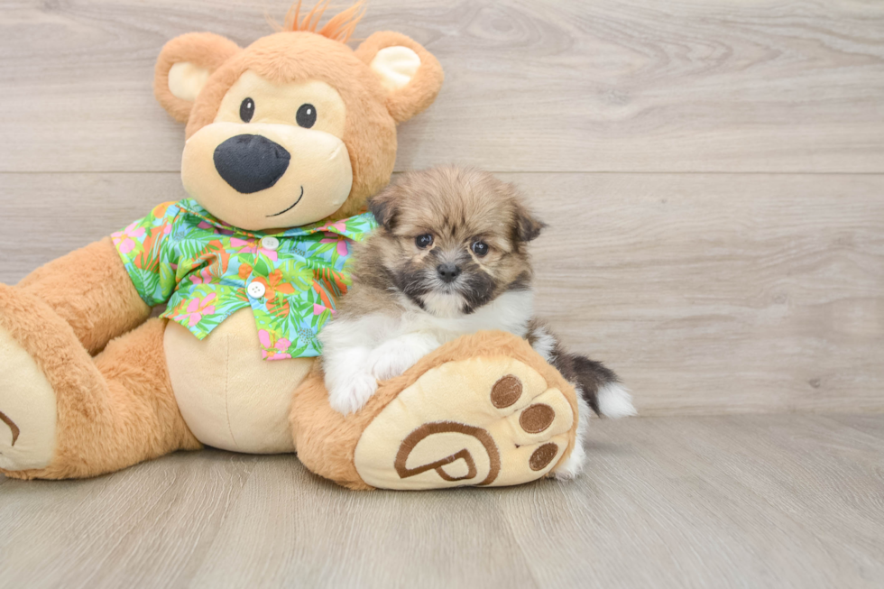 Maltipom Puppy for Adoption