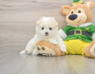 5 week old Maltipom Puppy For Sale - Pilesgrove Pups
