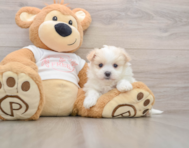 5 week old Maltipom Puppy For Sale - Pilesgrove Pups