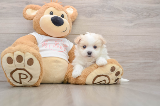 Smart Maltipom Designer Pup