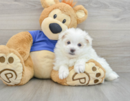 7 week old Maltipom Puppy For Sale - Pilesgrove Pups