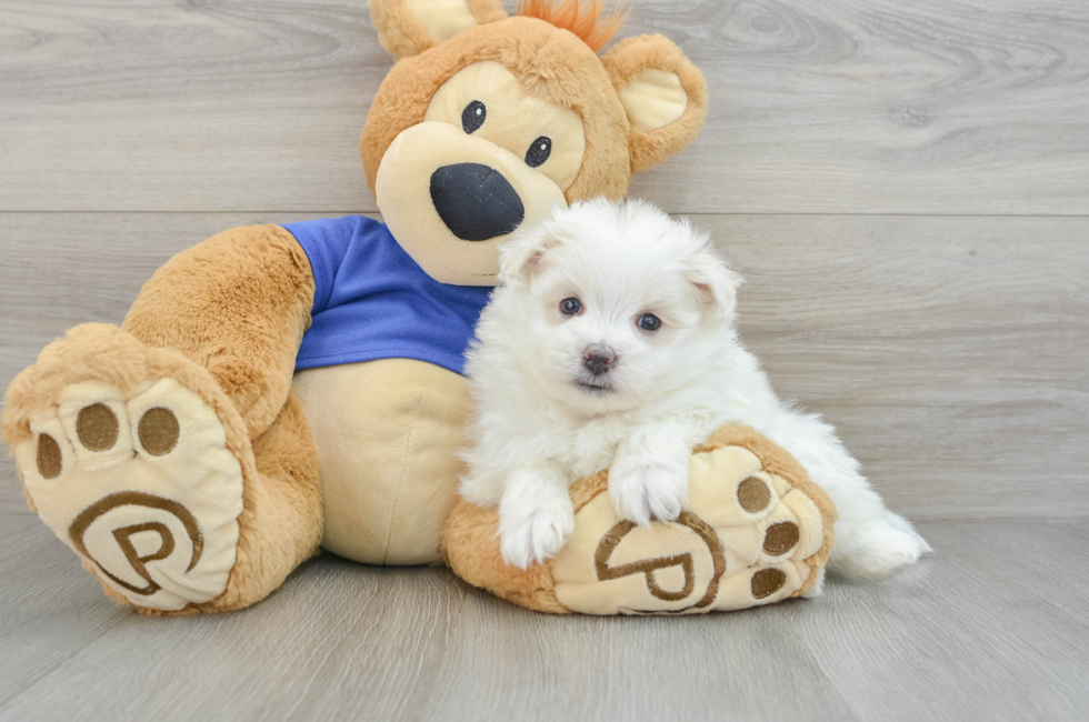 7 week old Maltipom Puppy For Sale - Pilesgrove Pups