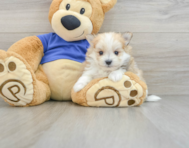 7 week old Maltipom Puppy For Sale - Pilesgrove Pups