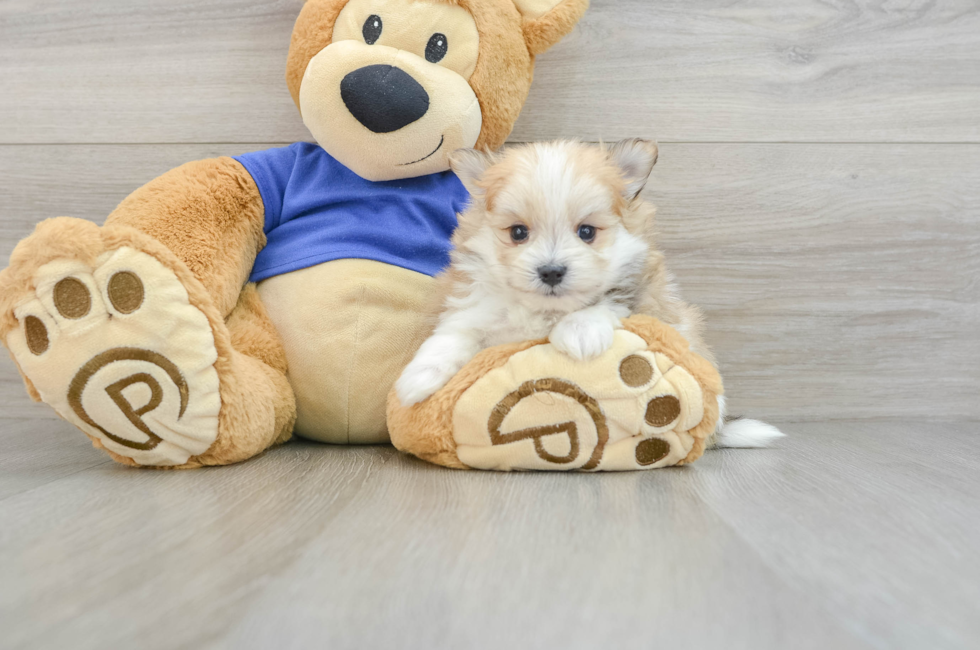 7 week old Maltipom Puppy For Sale - Pilesgrove Pups