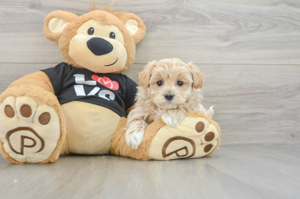 5 week old Maltipoo Puppy For Sale - Pilesgrove Pups