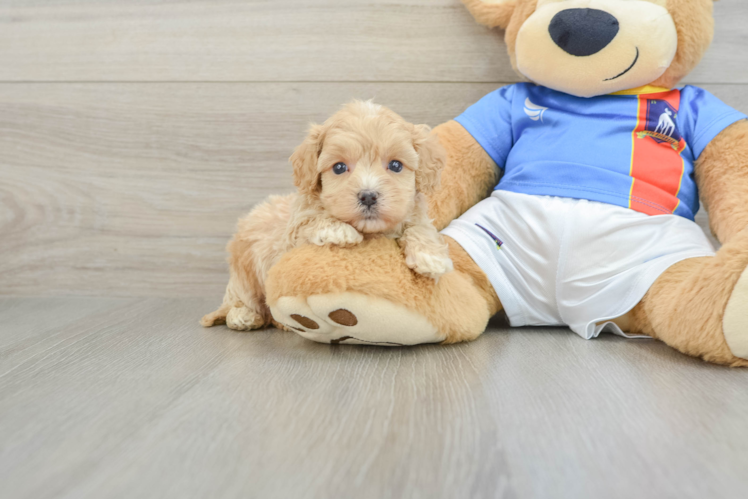 Maltipoo Pup Being Cute