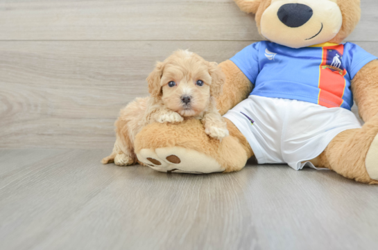 Maltipoo Pup Being Cute