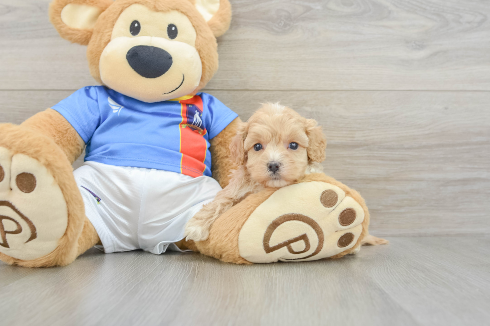 Maltipoo Puppy for Adoption