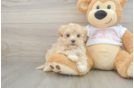 Maltipoo Puppy for Adoption