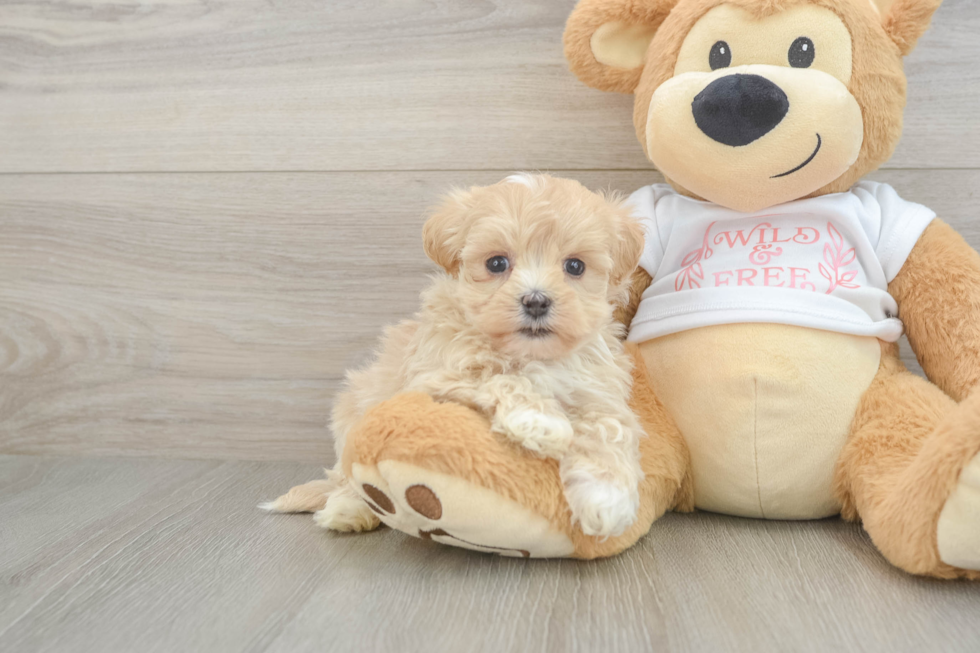 Maltipoo Puppy for Adoption