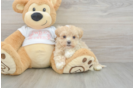 Sweet Maltipoo Baby