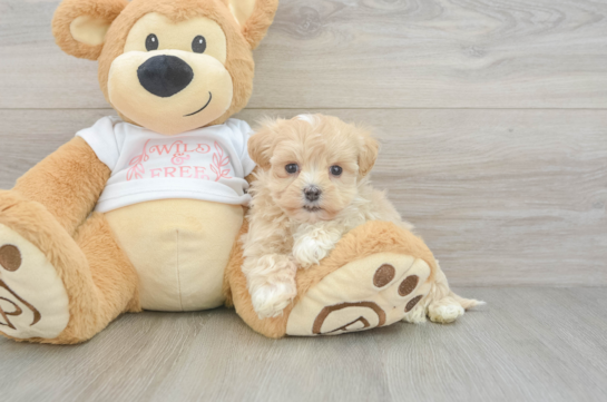 Sweet Maltipoo Baby