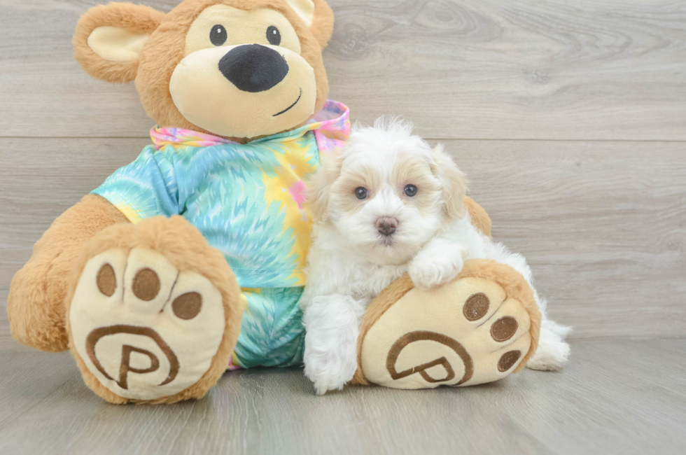 6 week old Maltipoo Puppy For Sale - Pilesgrove Pups