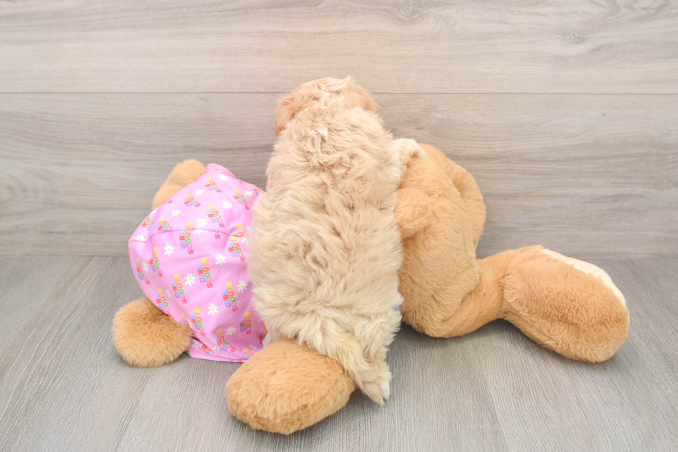 Maltipoo Pup Being Cute